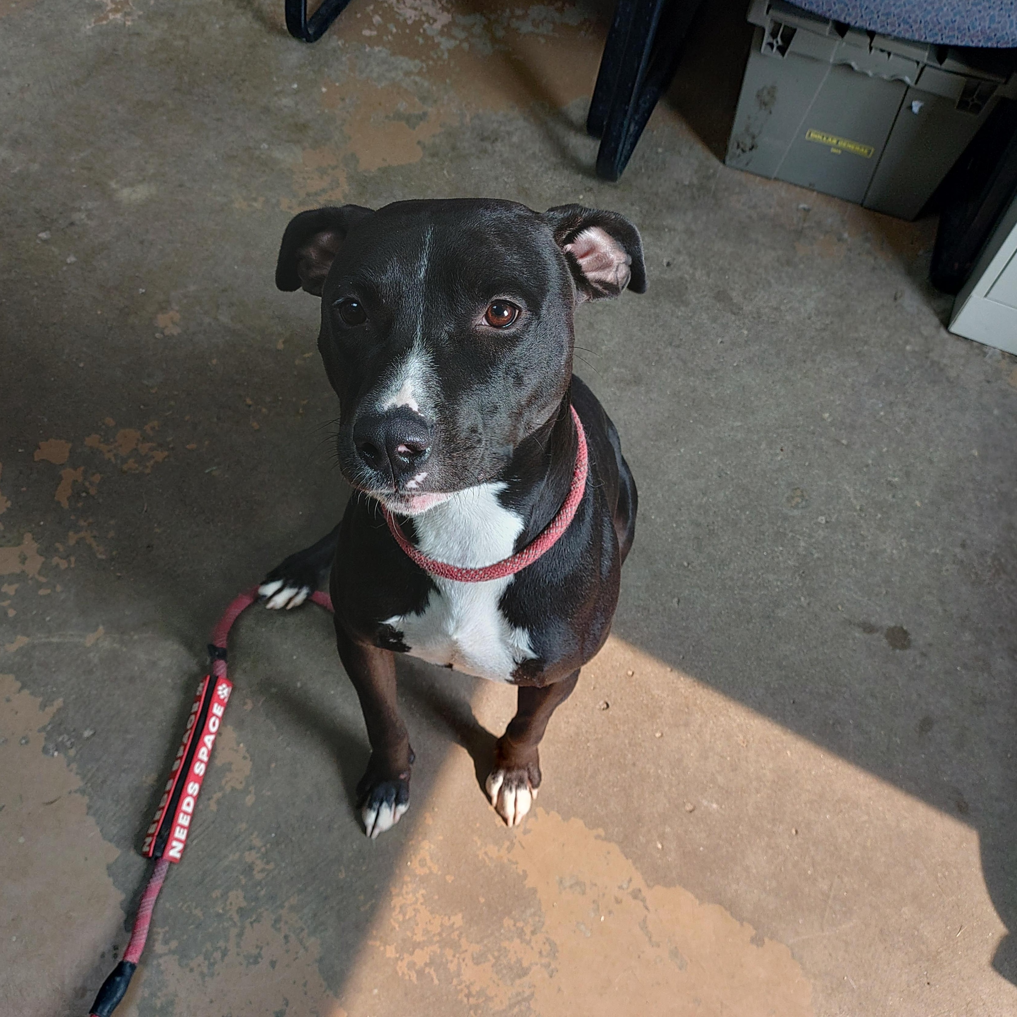 26-067, ADOPTABLE, Young Male Pit Bull Terrier.