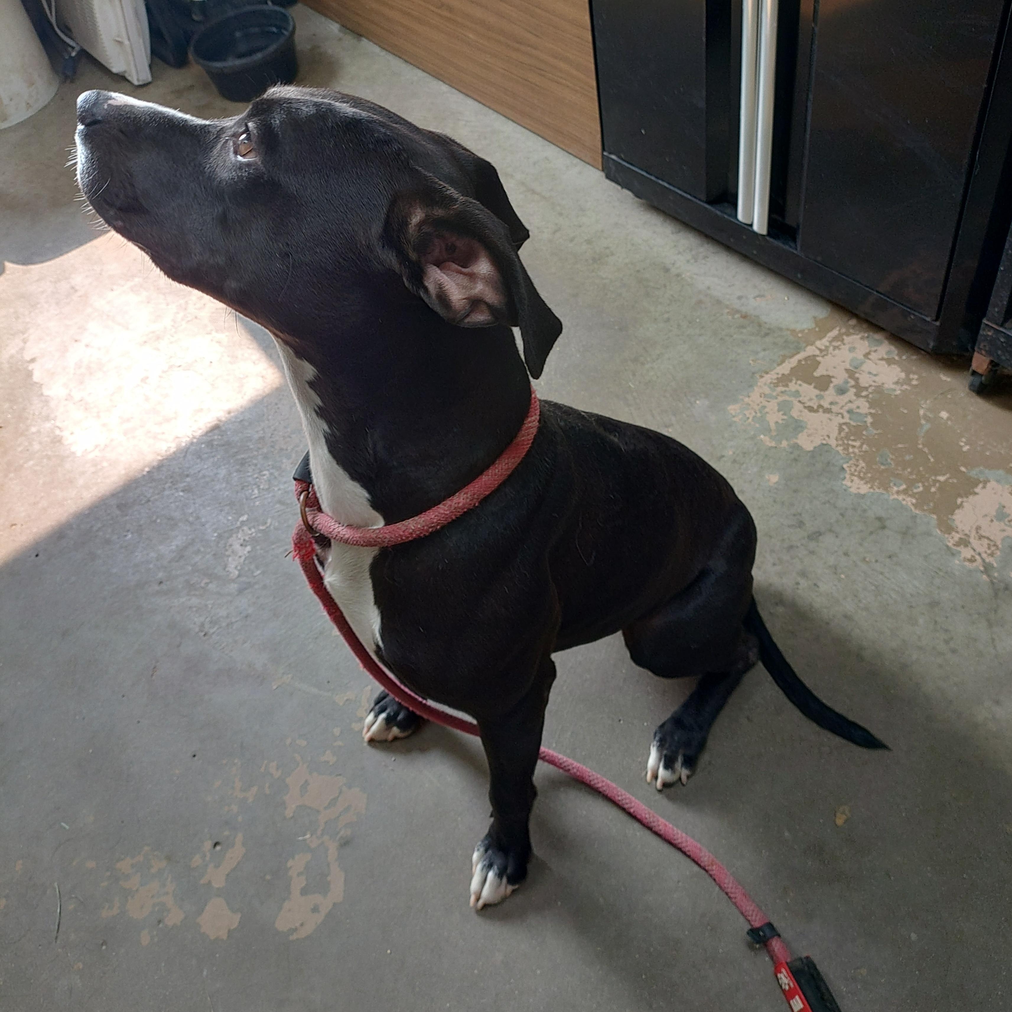 26-067, a ADOPTABLE mixed breed in Carrollton, OH image 2/3