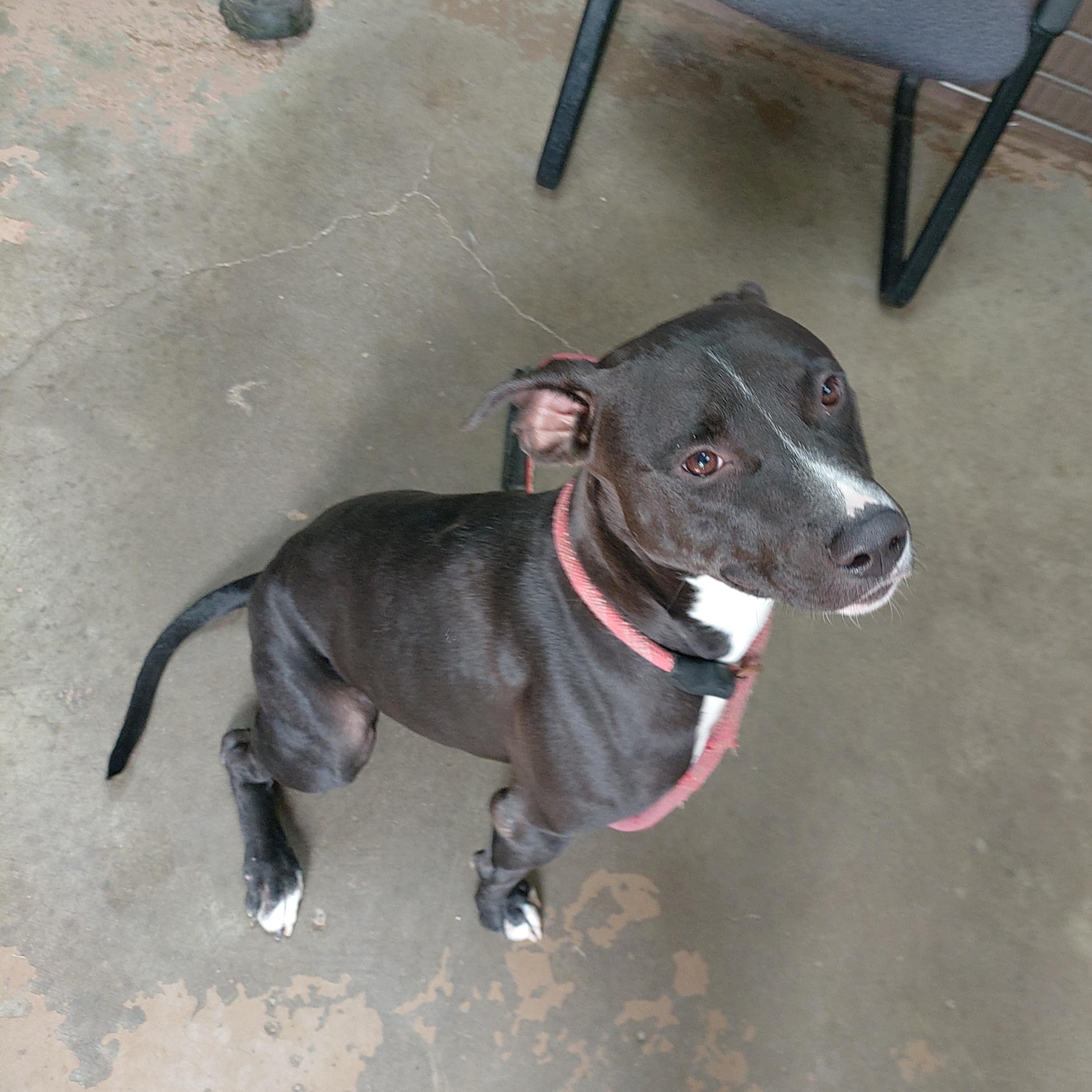 26-067, a ADOPTABLE mixed breed in Carrollton, OH image 3/3