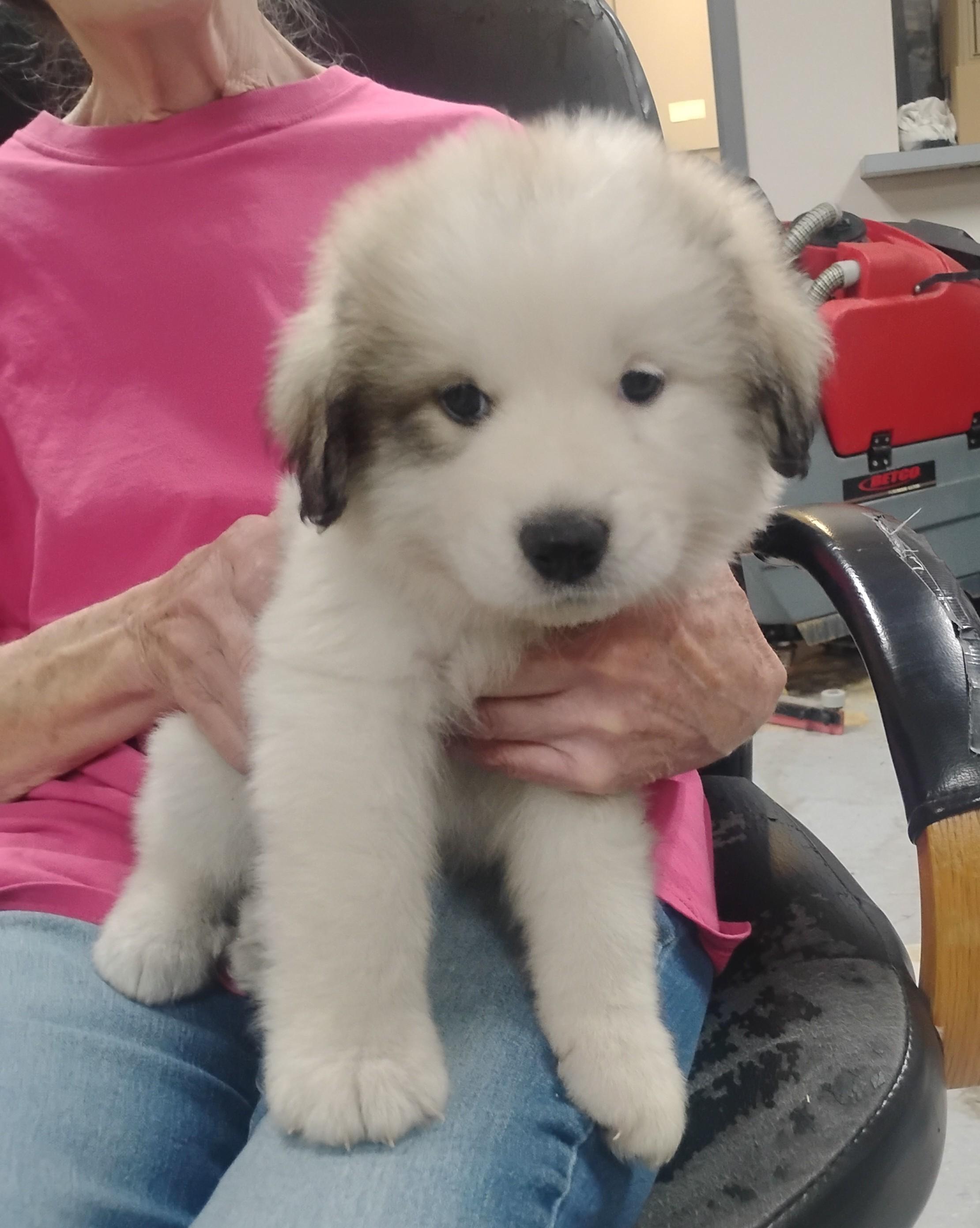 Enlarge Yuki, a ADOPTABLE Great Pyrenees in Sulphur, OK image 2/3