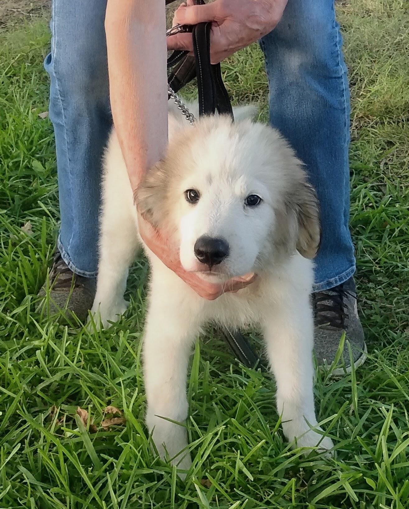 Enlarge Yuki, a ADOPTABLE Great Pyrenees in Sulphur, OK image 1/1