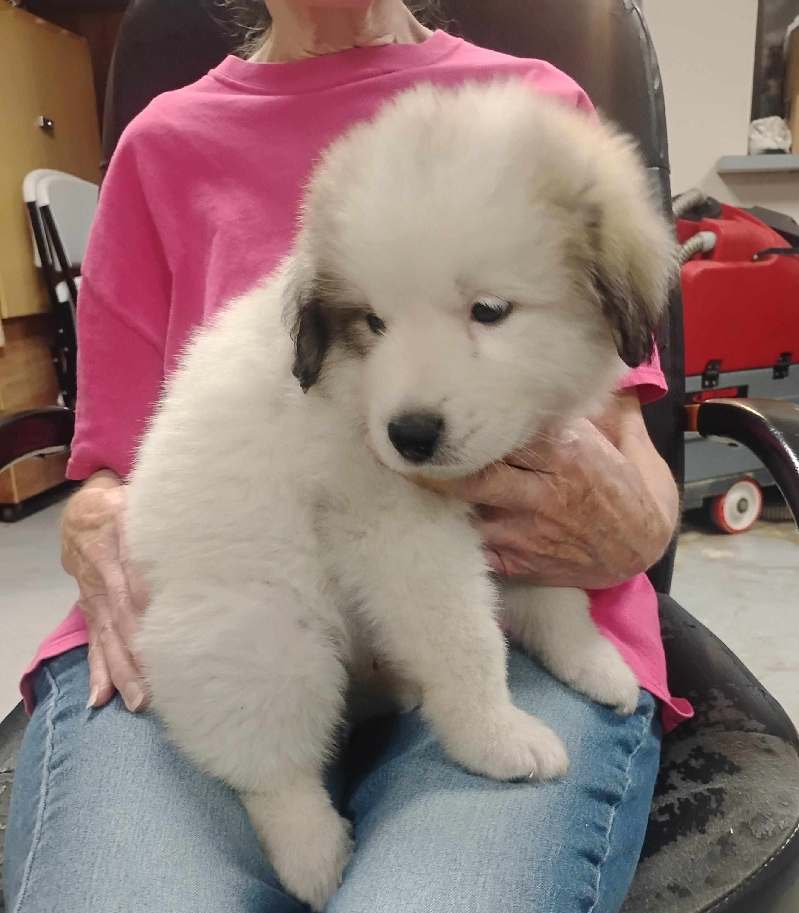 Enlarge Yuki, a ADOPTABLE Great Pyrenees in Sulphur, OK image 1/3