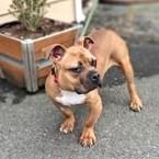 Georgie, a ADOPTABLE mixed breed in Long Beach, WA image 2/3