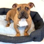 Georgie, ADOPTABLE, Young Male French Bulldog & American Bully.