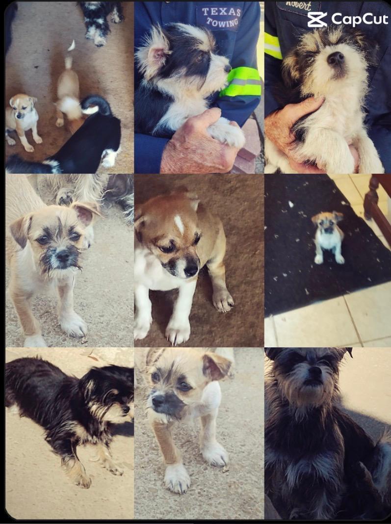 shitzu/Chaweenie  blends all ages 1 to pups seeking special fosters or adopters , ADOPTABLE, Young Female Shih Tzu & Miniature Schnauzer.