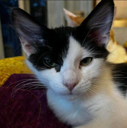 Enlarge Puffball Burg, a Adoptable mixed breed in Hudson, MA image 1/3