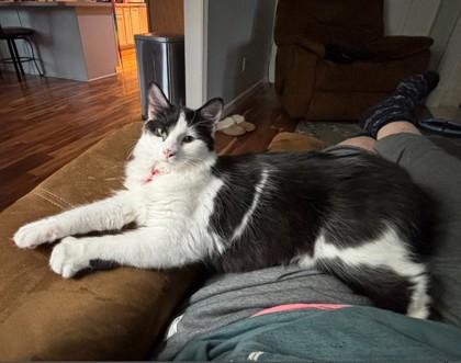 Enlarge Puffball Burg, a Adoptable mixed breed in Hudson, MA image 2/3