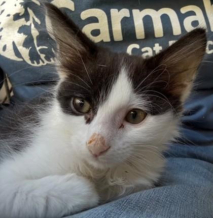 Enlarge Puffball Burg - adopt with Blewit, a Adoptable mixed breed in Hudson, MA image 3/3