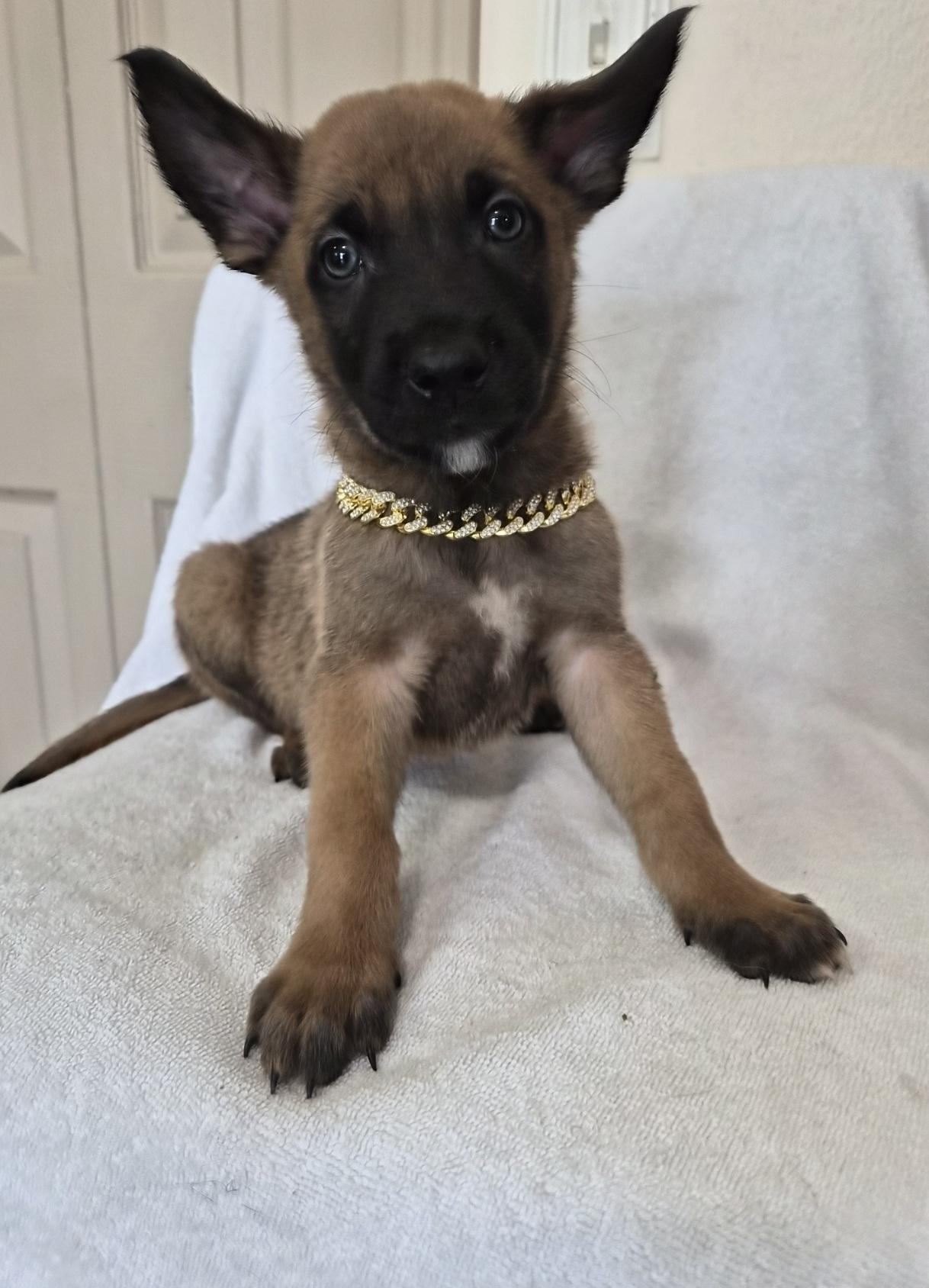 Leuven, adoptable, Puppy Male Belgian Shepherd / Malinois.