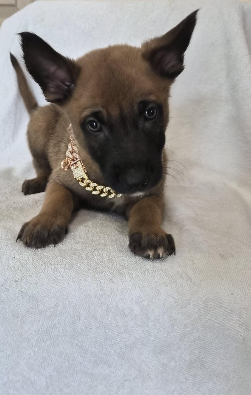 Leuven, an adoptable Belgian Shepherd / Malinois in Orlando, FL image 4/6