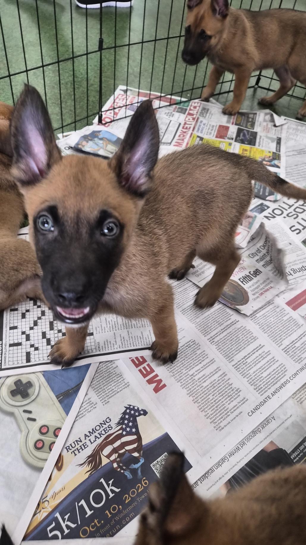Leuven, an adoptable Belgian Shepherd / Malinois in Orlando, FL image 3/6