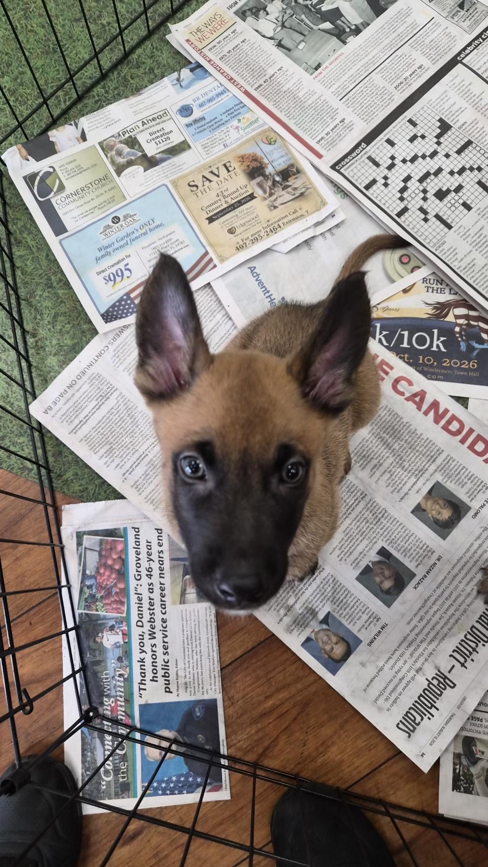 Leuven, an adoptable Belgian Shepherd / Malinois in Orlando, FL image 5/6