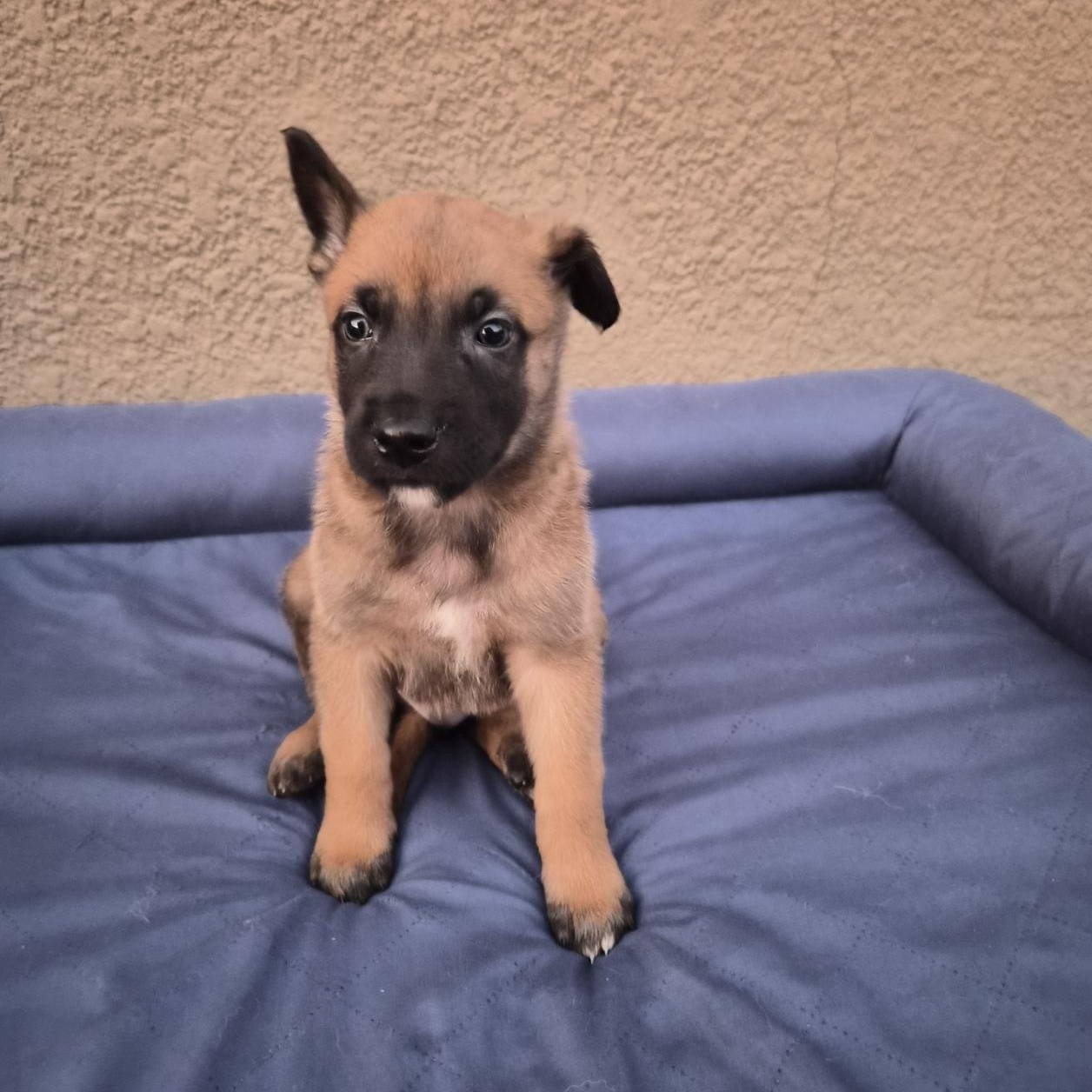 Leuven, an adoptable Belgian Shepherd / Malinois in Orlando, FL image 6/6