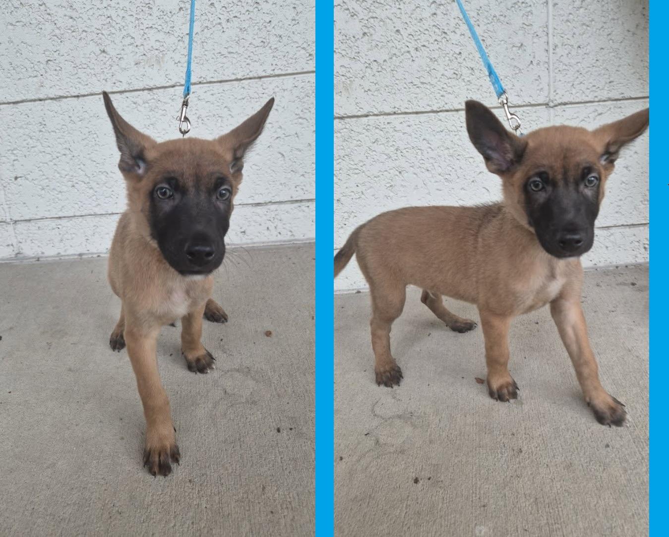 Enlarge Leuven, a Adopted Belgian Shepherd / Malinois in Orlando, FL image 2/6