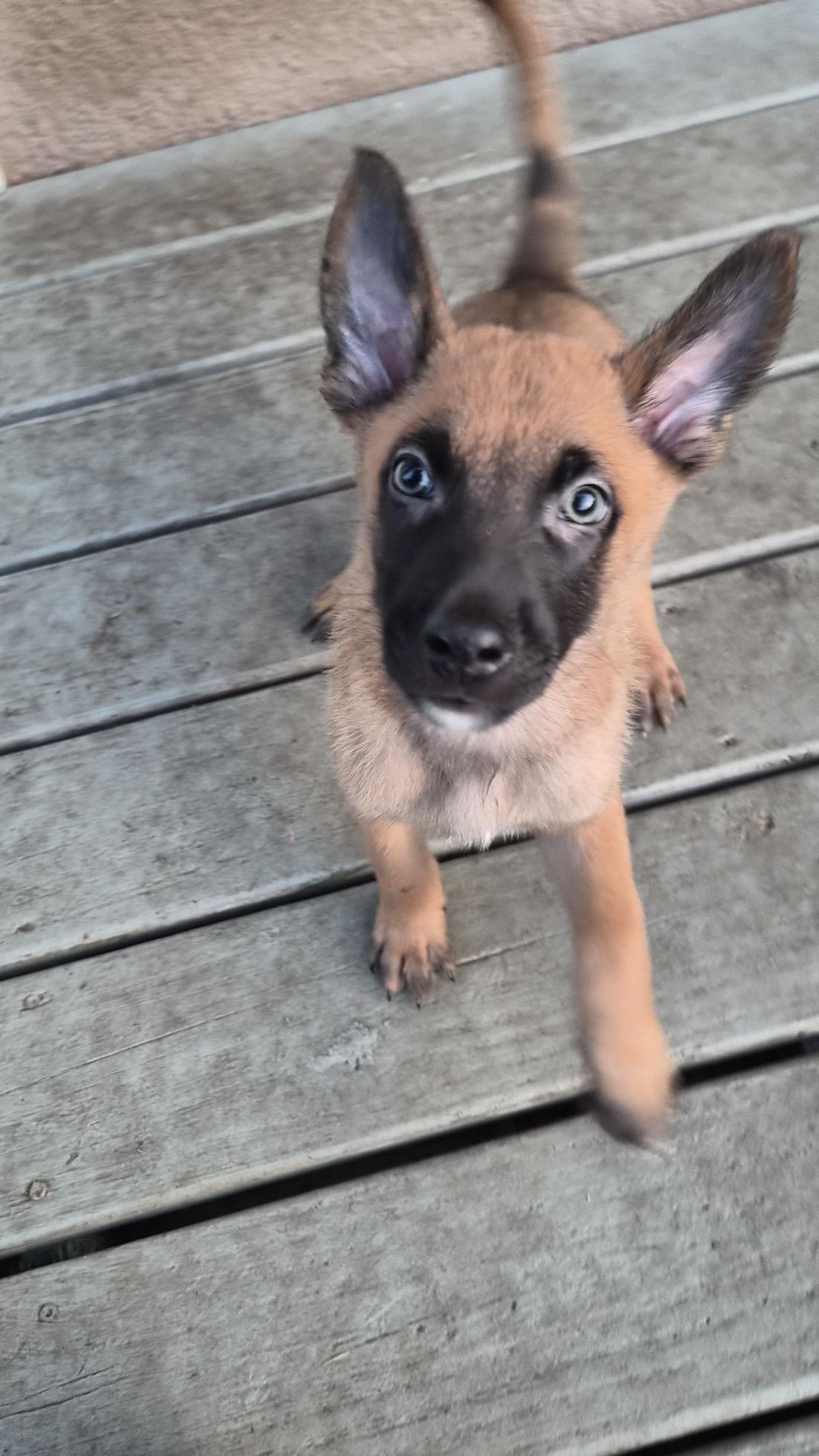 Leuven, an adoptable Belgian Shepherd / Malinois in Orlando, FL image 2/6