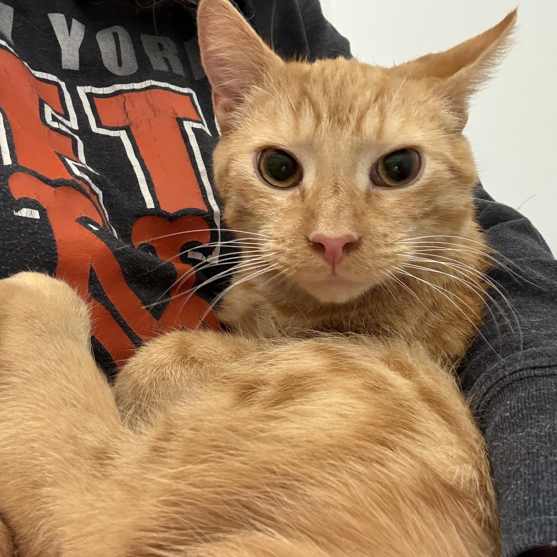 Jack, Adoptable, Kitten Male Domestic Short Hair.