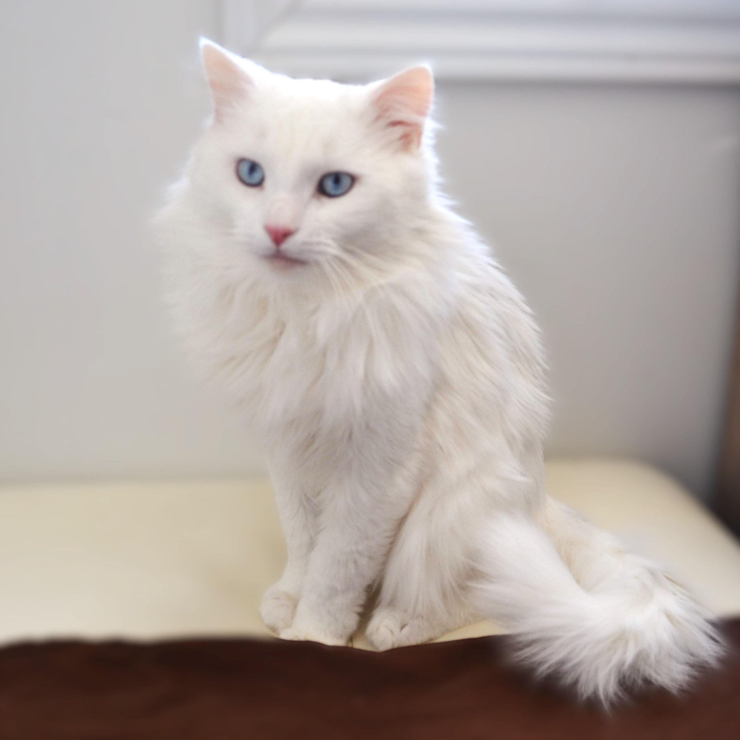 Cloud, a ADOPTABLE mixed breed in Scarborough, ON image 3/6
