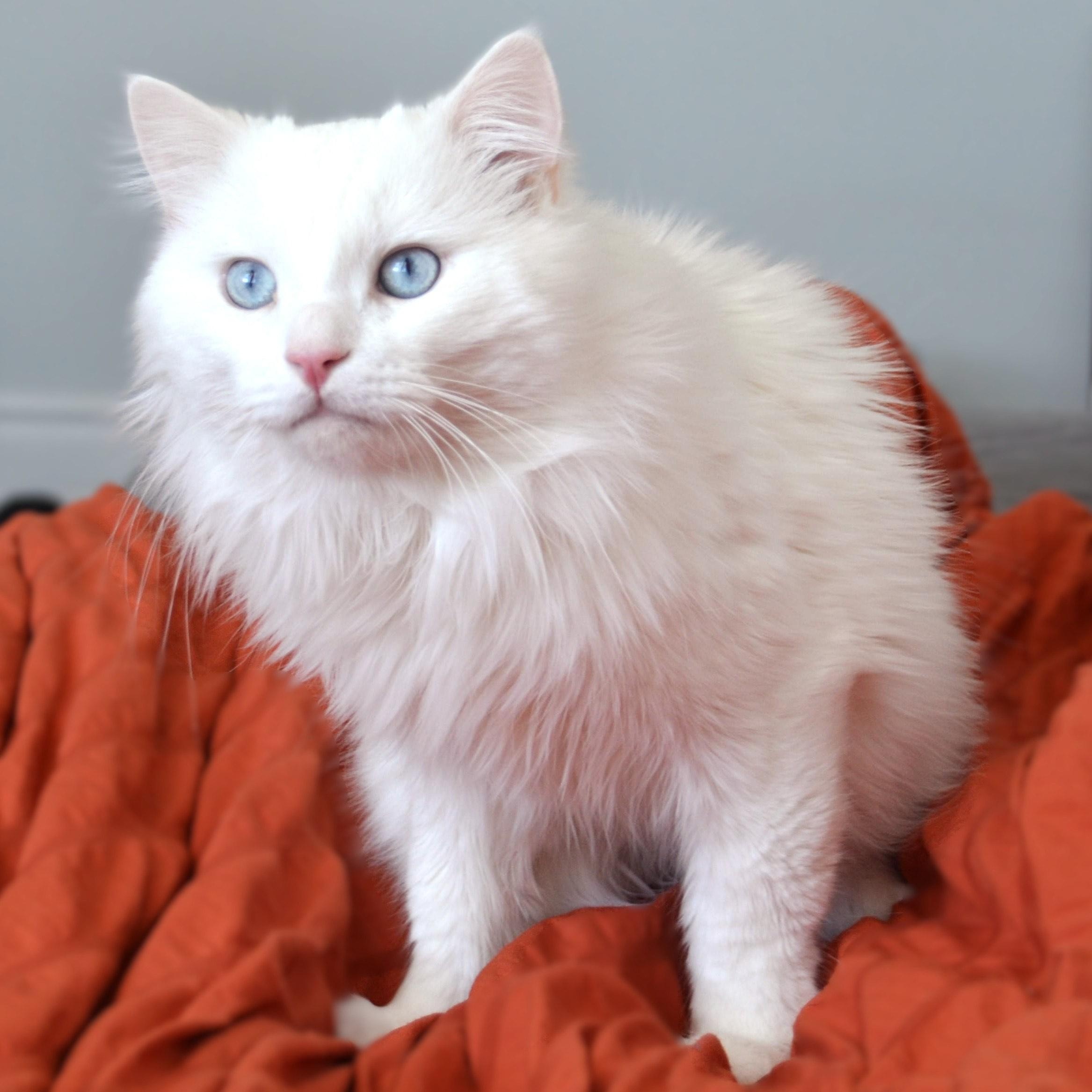 Cloud, ADOPTABLE, Adult Male British Shorthair.