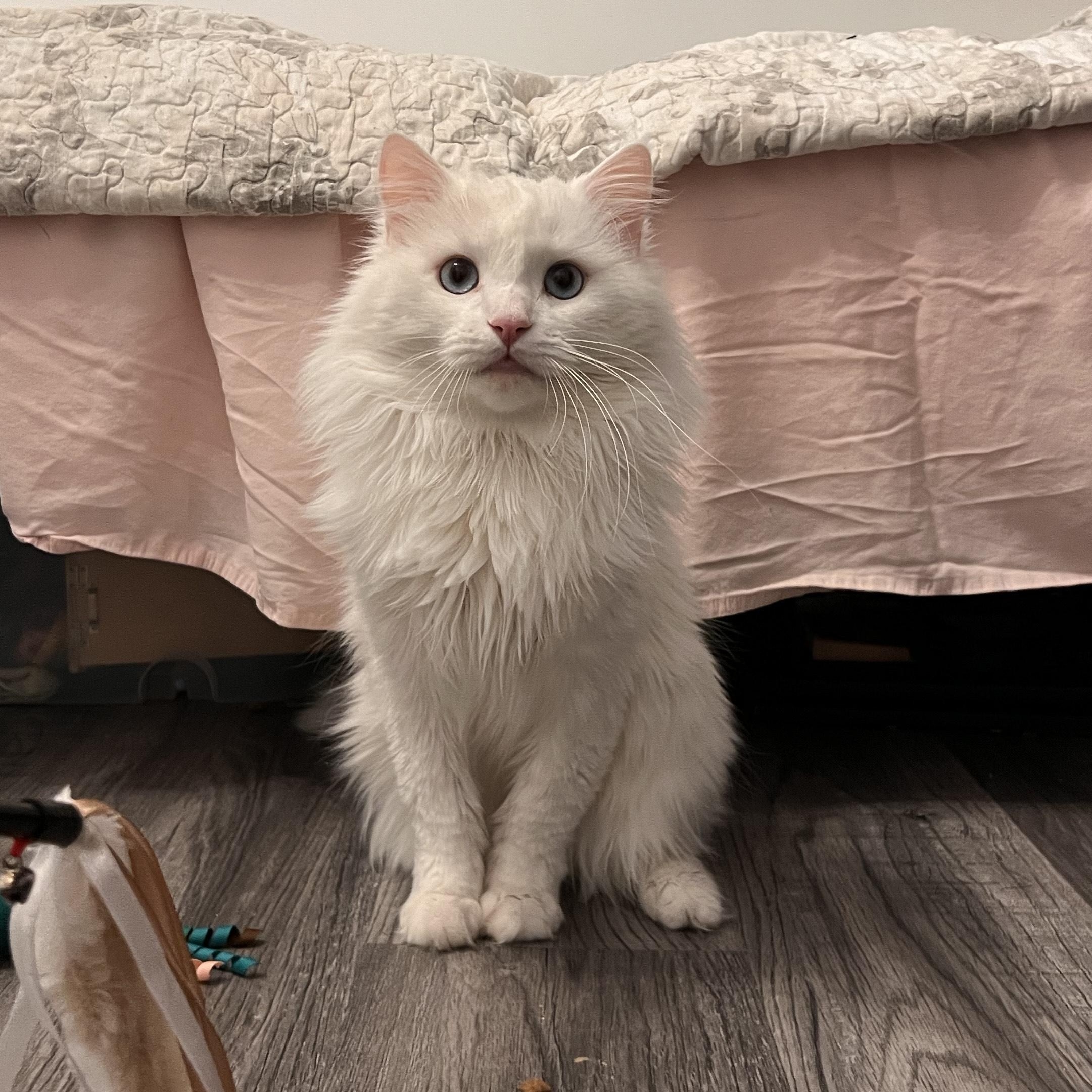 Cloud, a ADOPTABLE mixed breed in Scarborough, ON image 5/6