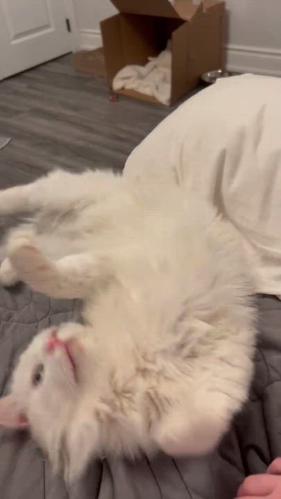 Enlarge Cloud, a ADOPTABLE mixed breed in Scarborough, ON video 6/6