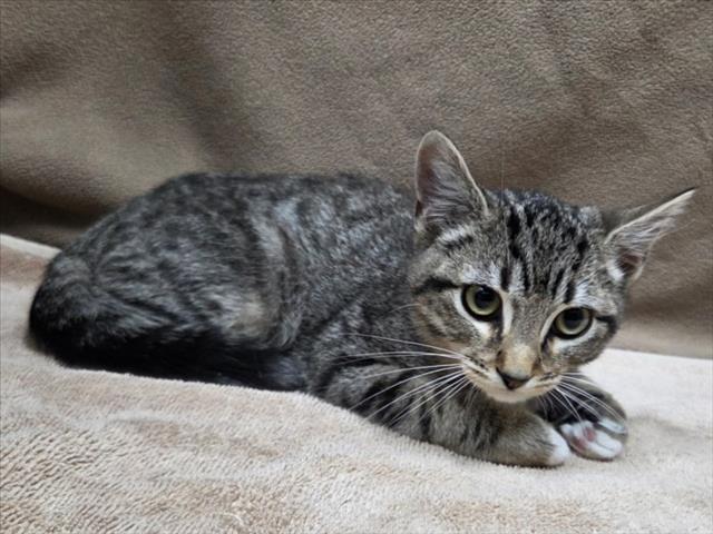 STEVEN, Adoptable, Young Male Domestic Short Hair.