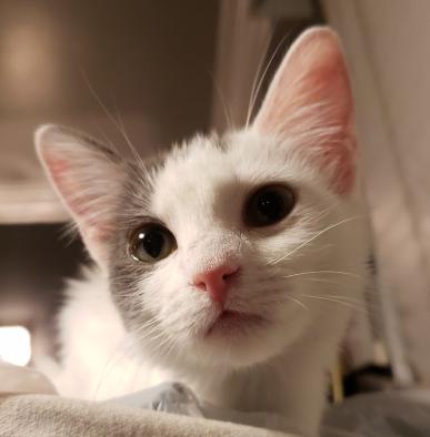 Daisy, Adoptable, Adult Female Domestic Short Hair.