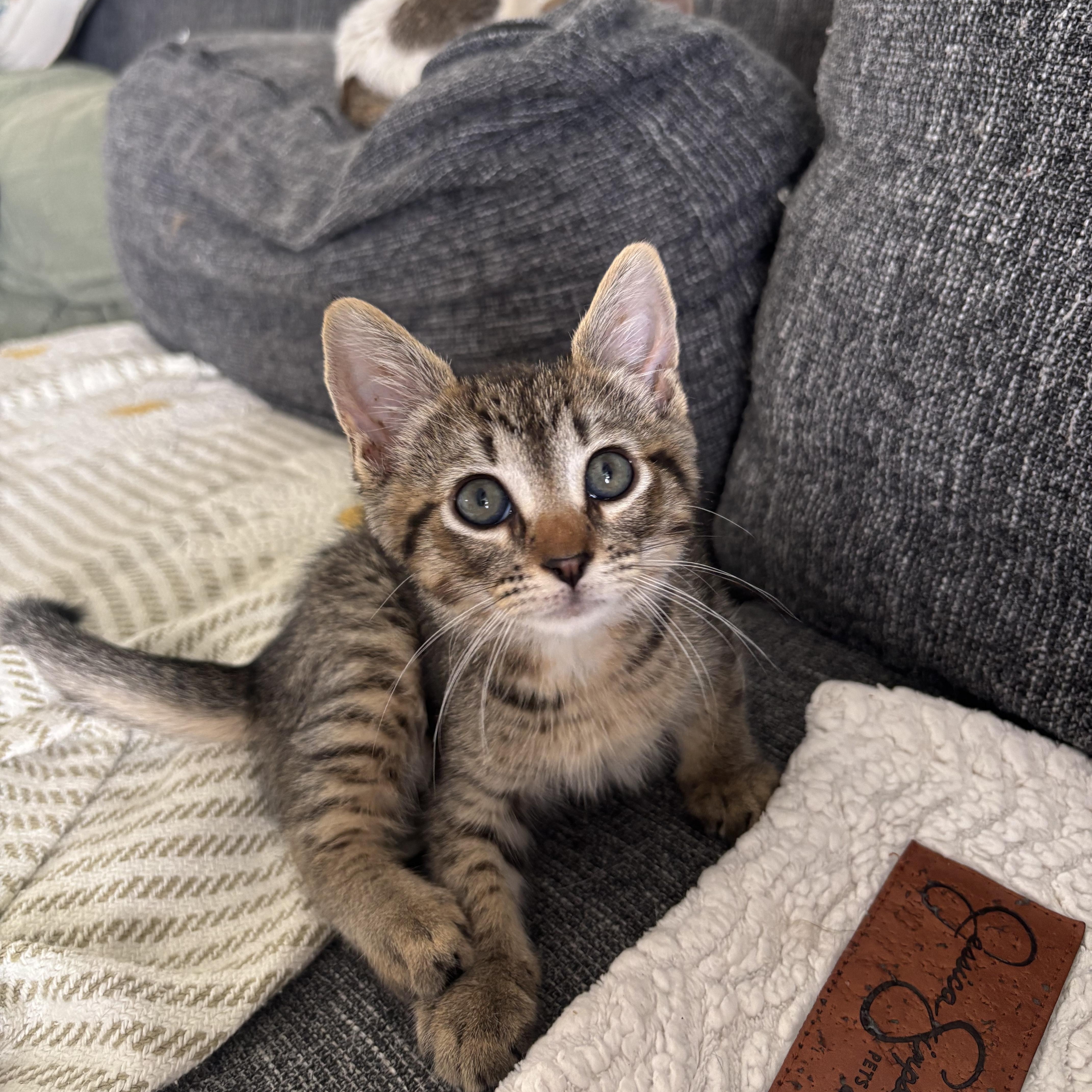 Sharkboy, a ADOPTABLE Domestic Short Hair in Honolulu, HI image 4/6