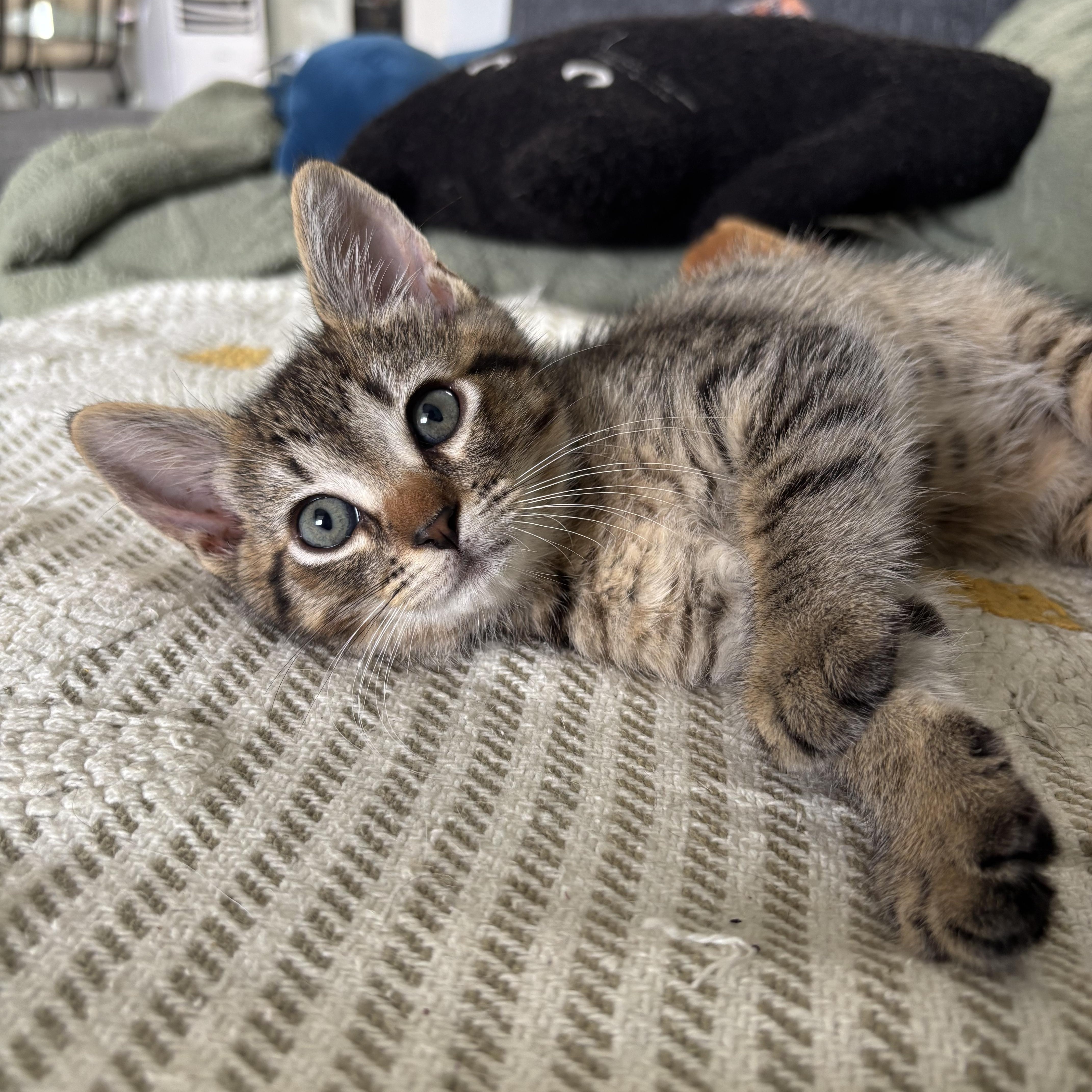 Sharkboy, a ADOPTABLE Domestic Short Hair in Honolulu, HI image 6/6