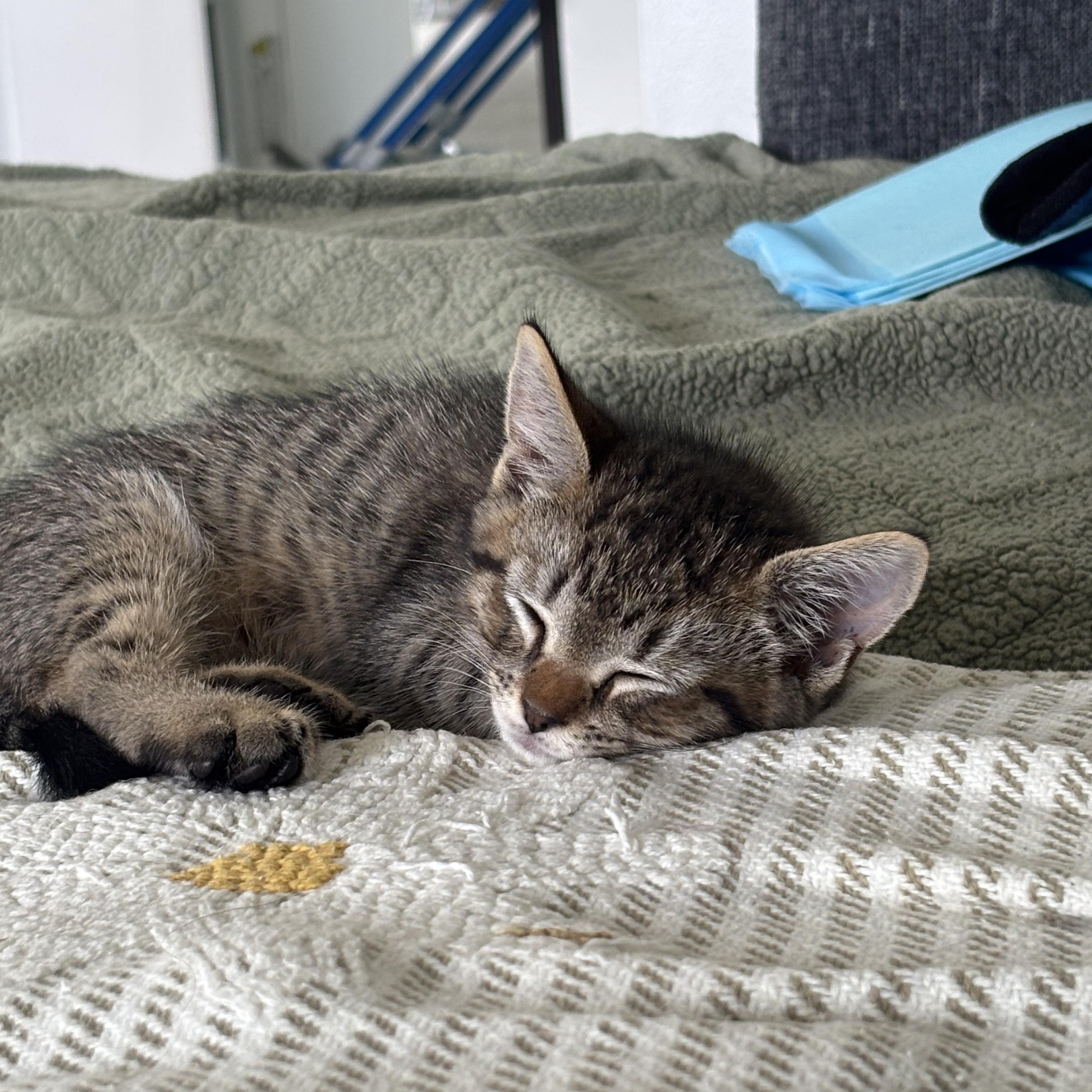 Sharkboy, a ADOPTABLE Domestic Short Hair in Honolulu, HI image 3/6