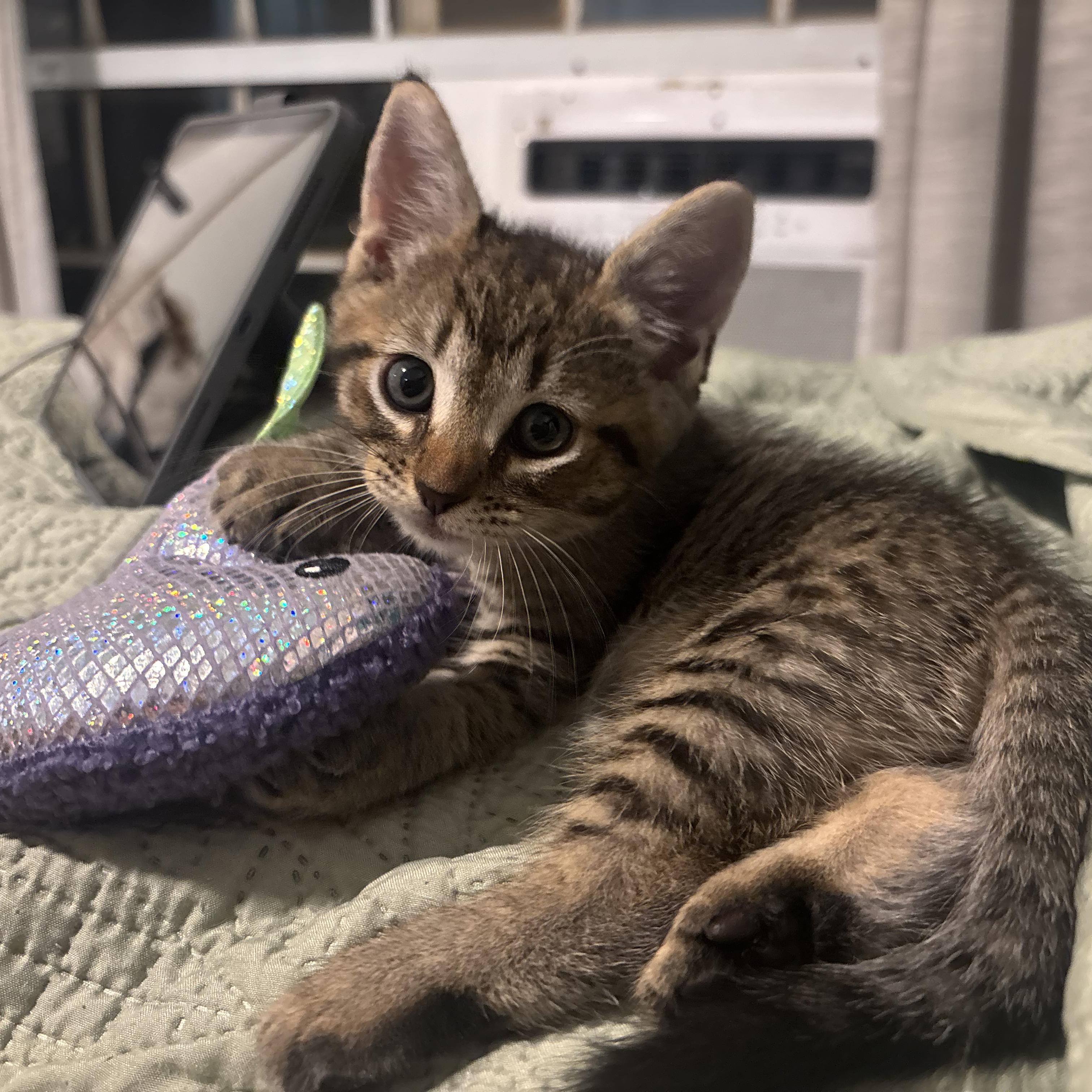Sharkboy, ADOPTABLE, Kitten Male Domestic Short Hair.