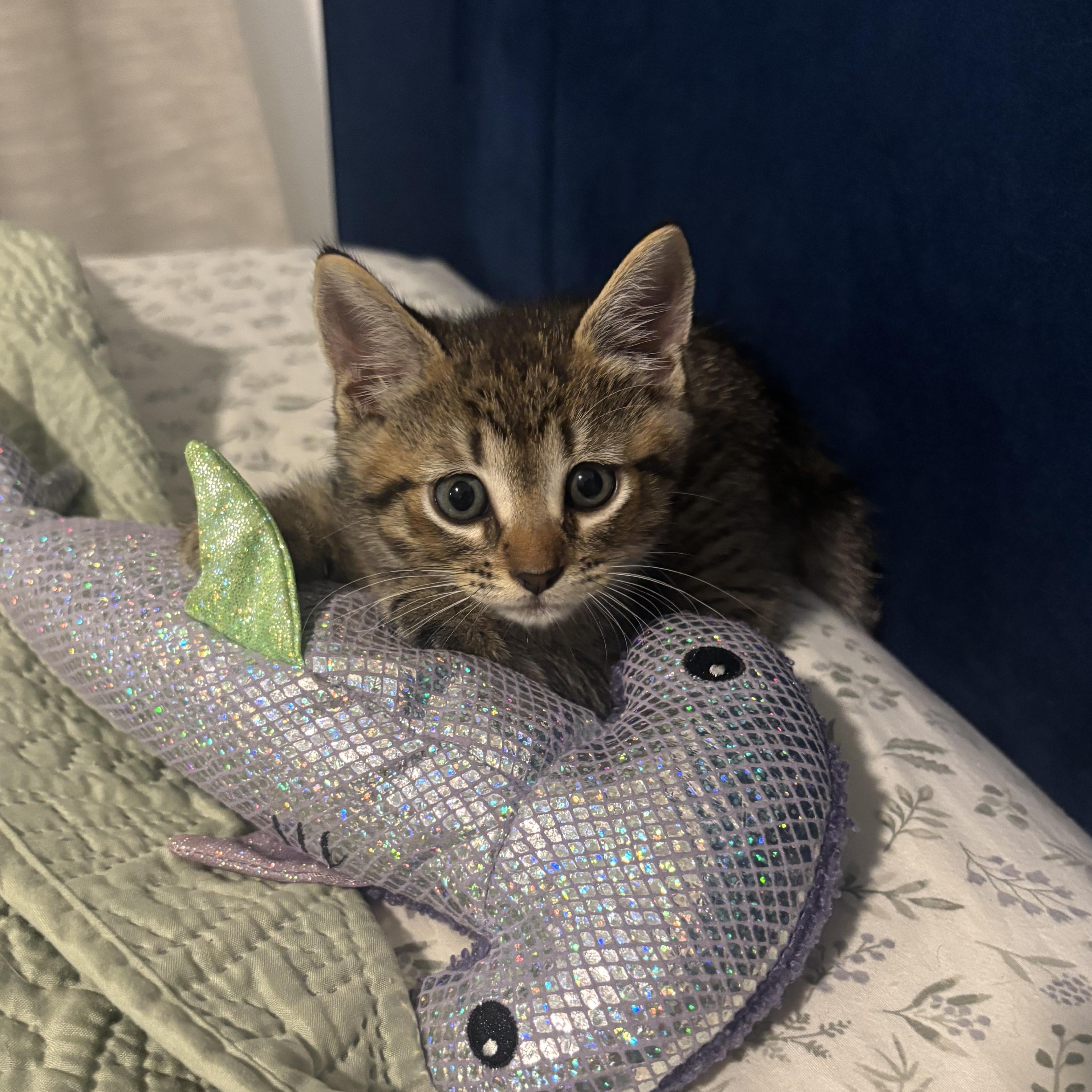 Sharkboy, a ADOPTABLE Domestic Short Hair in Honolulu, HI image 2/6