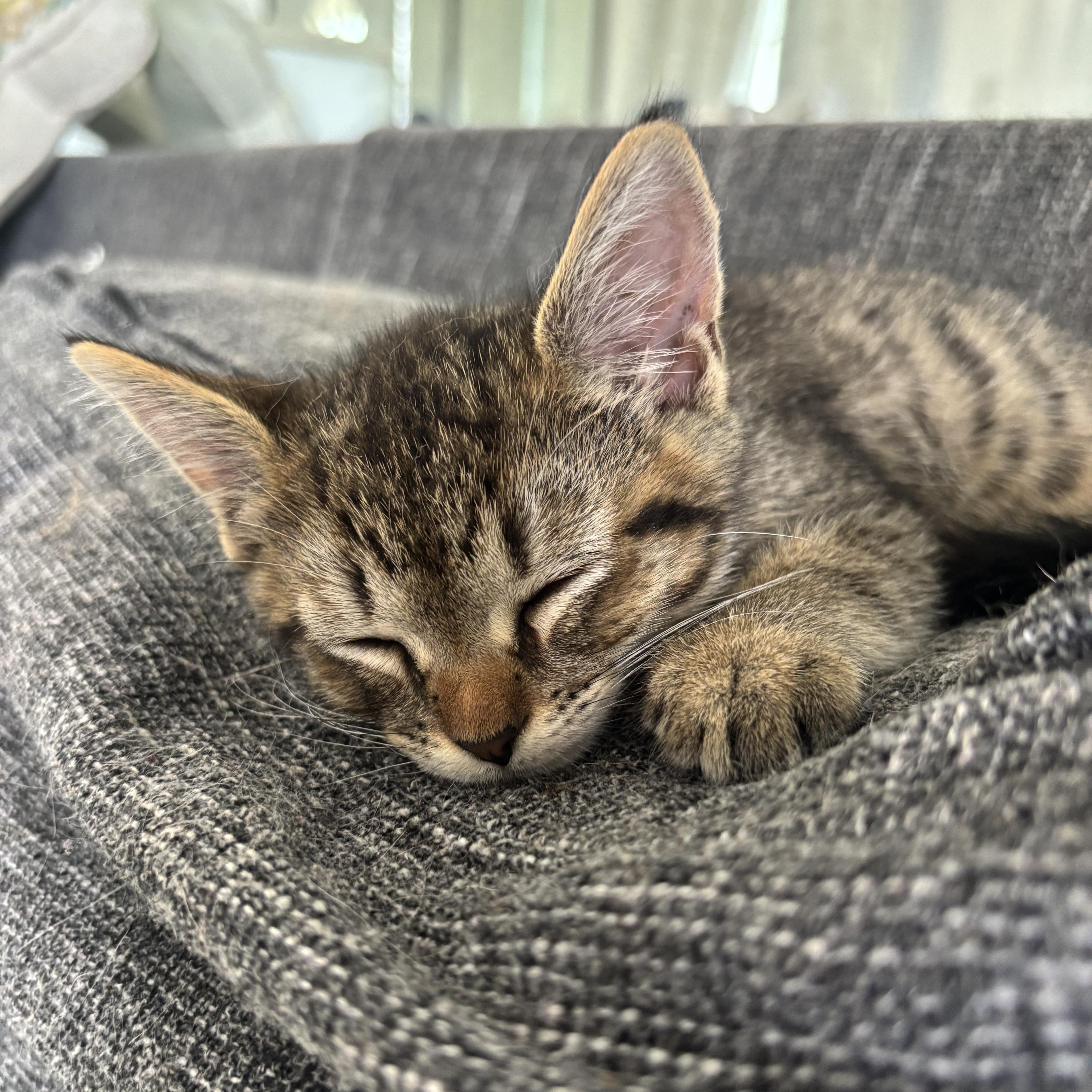 Sharkboy, a ADOPTABLE Domestic Short Hair in Honolulu, HI image 5/6