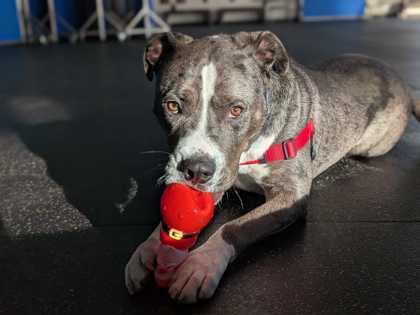 Johnny, Adoptable, Young Male Pit Bull Terrier & Mixed Breed.
