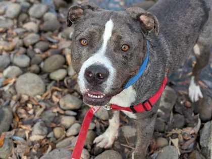 Johnny, Adoptable, Young Male Pit Bull Terrier & Mixed Breed.