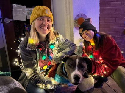 Enlarge Johnny, a Adoptable mixed breed in Boulder, CO image 3/3