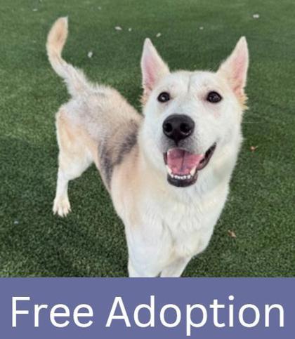 Ponyo, Adoptable, Adult Female Husky & Mixed Breed.