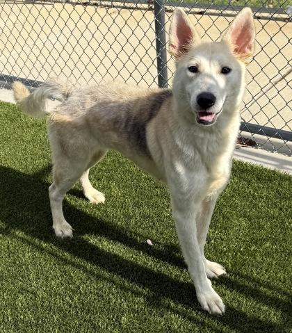 Enlarge Ponyo, a Adoptable mixed breed in Grapevine, TX image 2/3