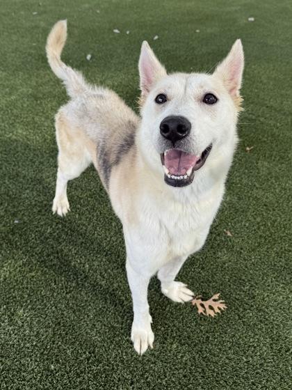 Enlarge Ponyo, a Adoptable mixed breed in Grapevine, TX image 3/3