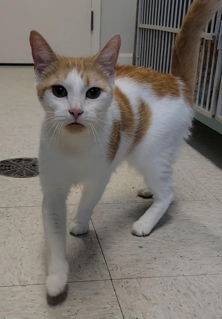 Enlarge SCALLOPS, a Adoptable mixed breed in Sandusky, OH image 1/1