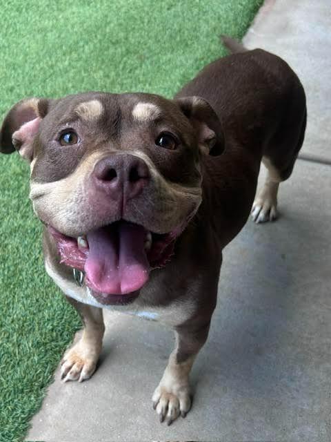 Enlarge M.J., a Adoptable Pit Bull Terrier in Madison, GA image 1/1