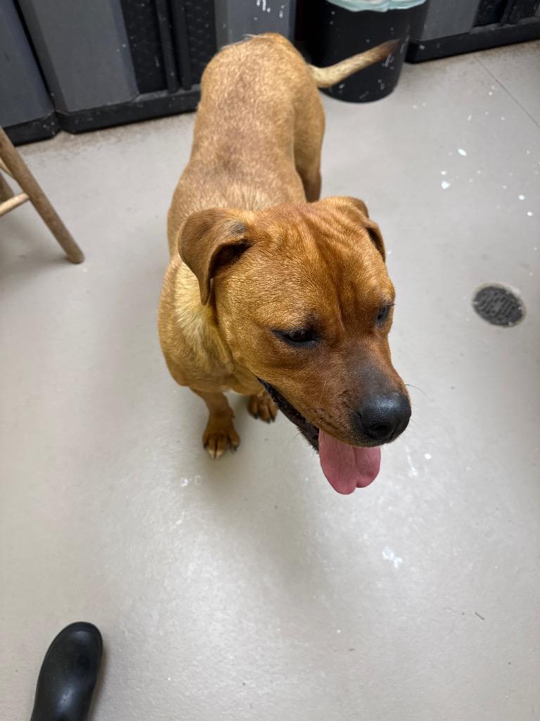 Big Mumma, a Adoptable mixed breed in Crossville, TN image 1/2