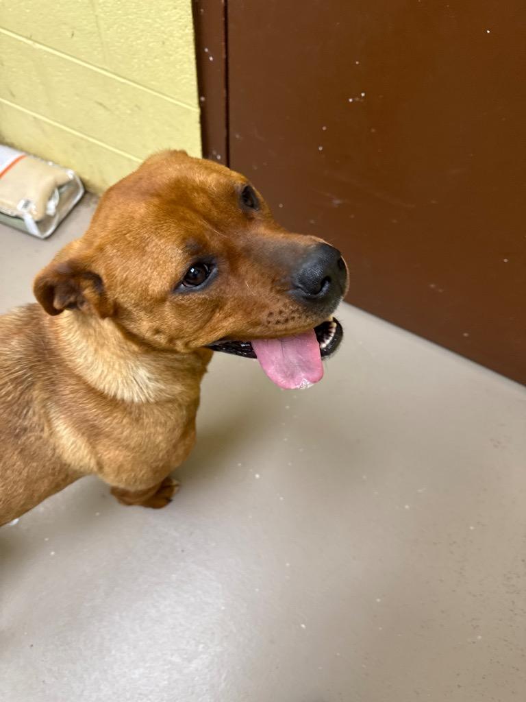 Big Mumma, a Adoptable mixed breed in Crossville, TN image 2/2