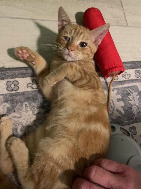 Enlarge Ember (0515), a Adoptable Domestic Short Hair in Wesley Chapel, FL image 1/2