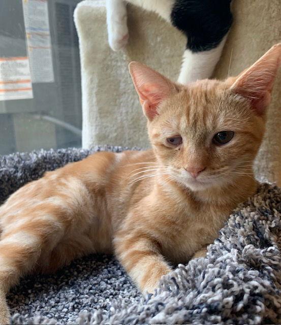 Enlarge Ember (0515), a Adoptable Domestic Short Hair in Wesley Chapel, FL image 2/2