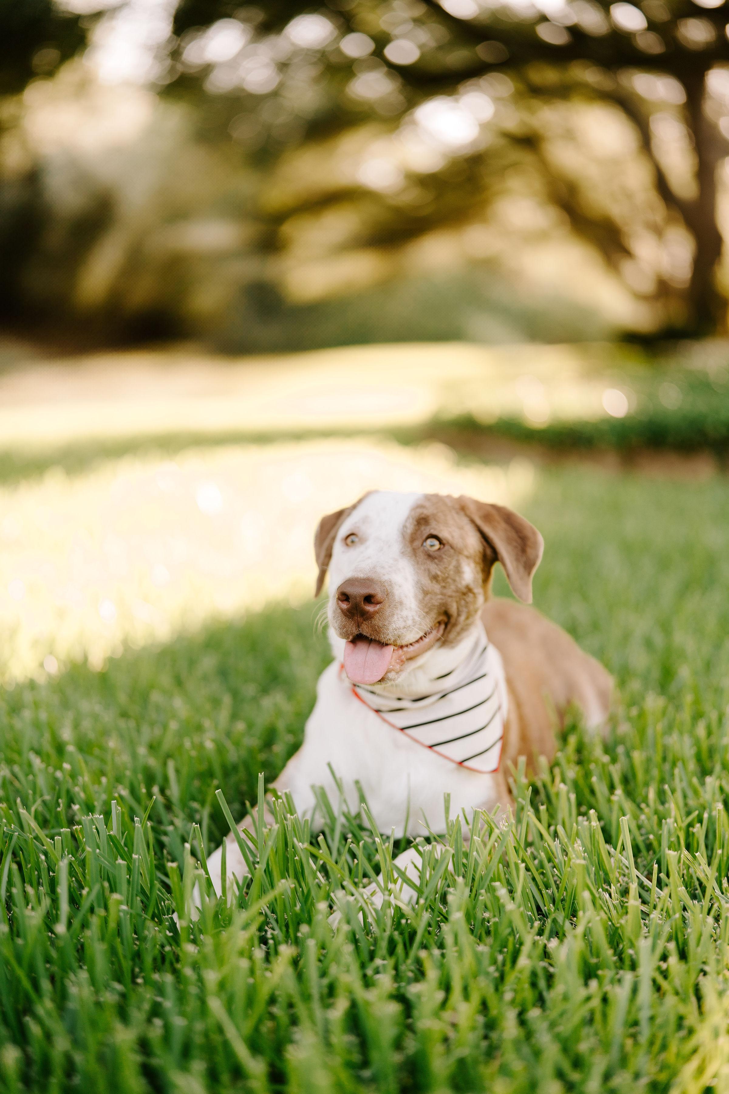 Enlarge Atlas, a ADOPTABLE mixed breed in Boise , ID image 6/6