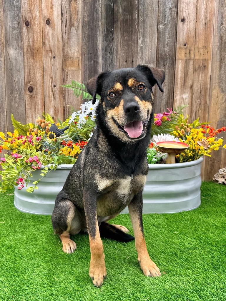 Enlarge Asher, a Adoptable mixed breed in Canyon Lake, TX image 4/6