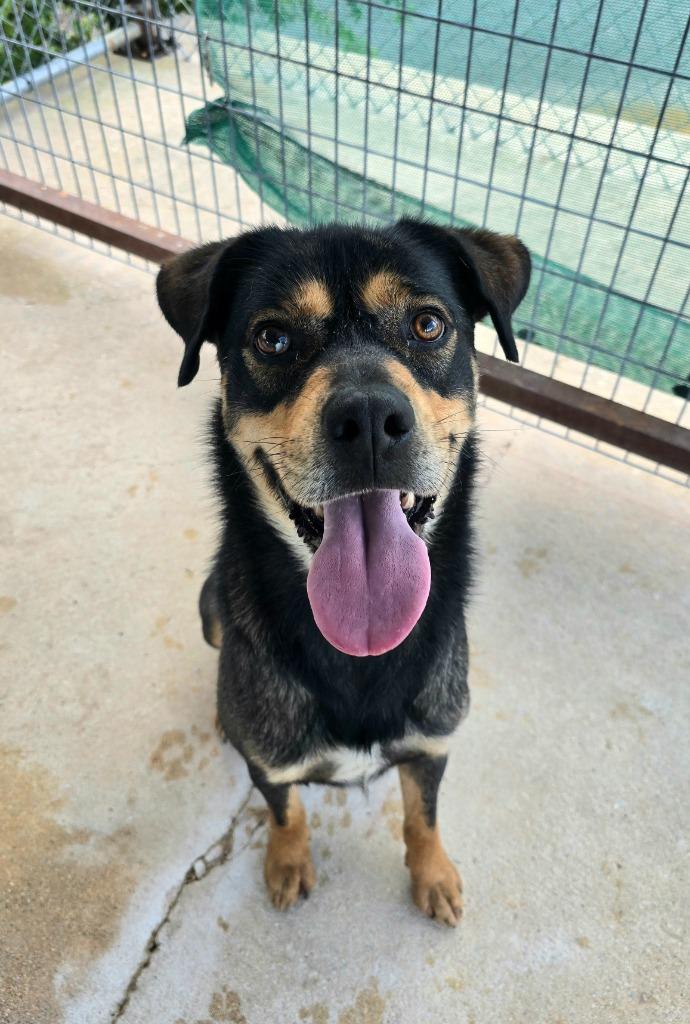 Enlarge Asher, a Adoptable mixed breed in Canyon Lake, TX image 1/1