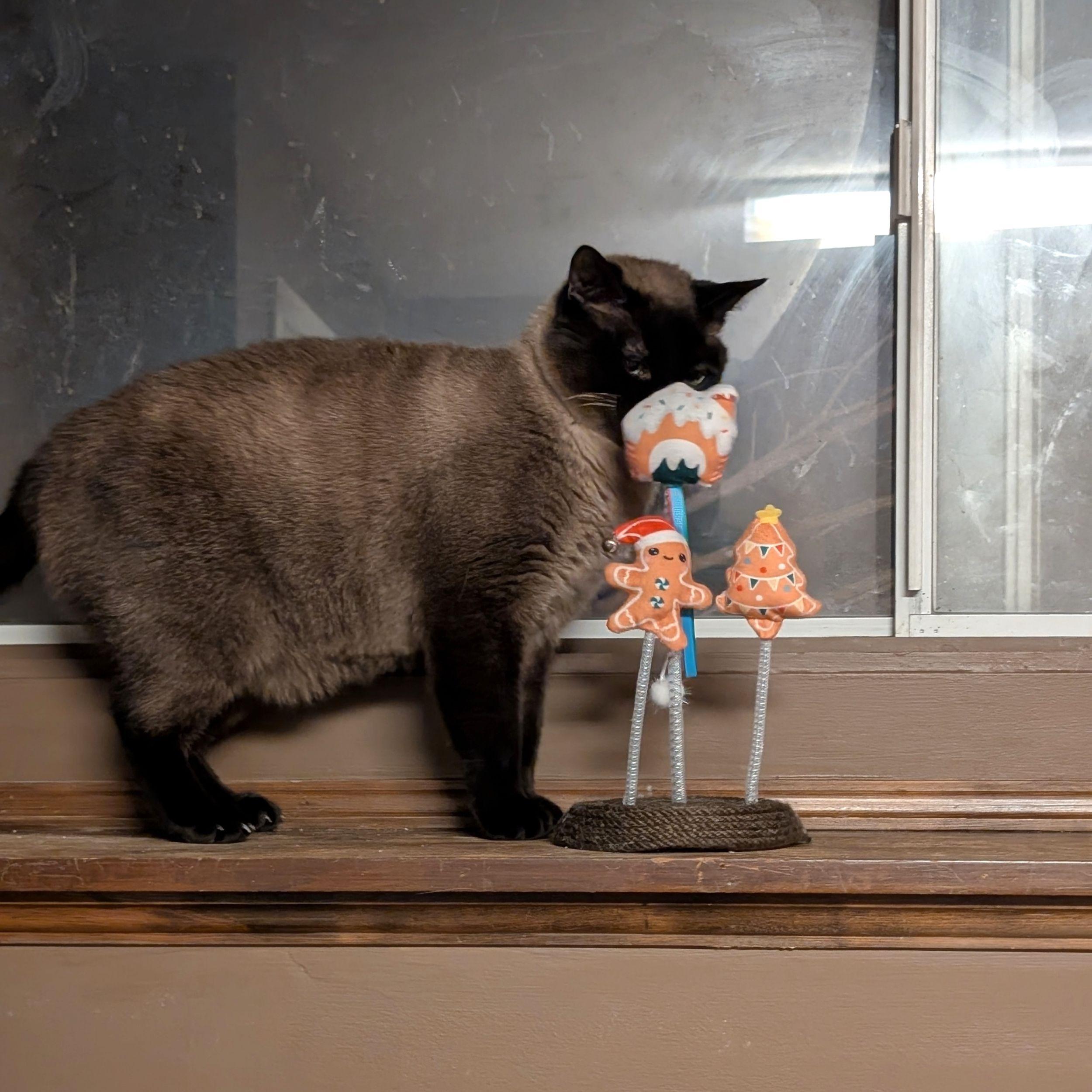 Enlarge Kai, a ADOPTABLE mixed breed in Calgary, AB image 3/5