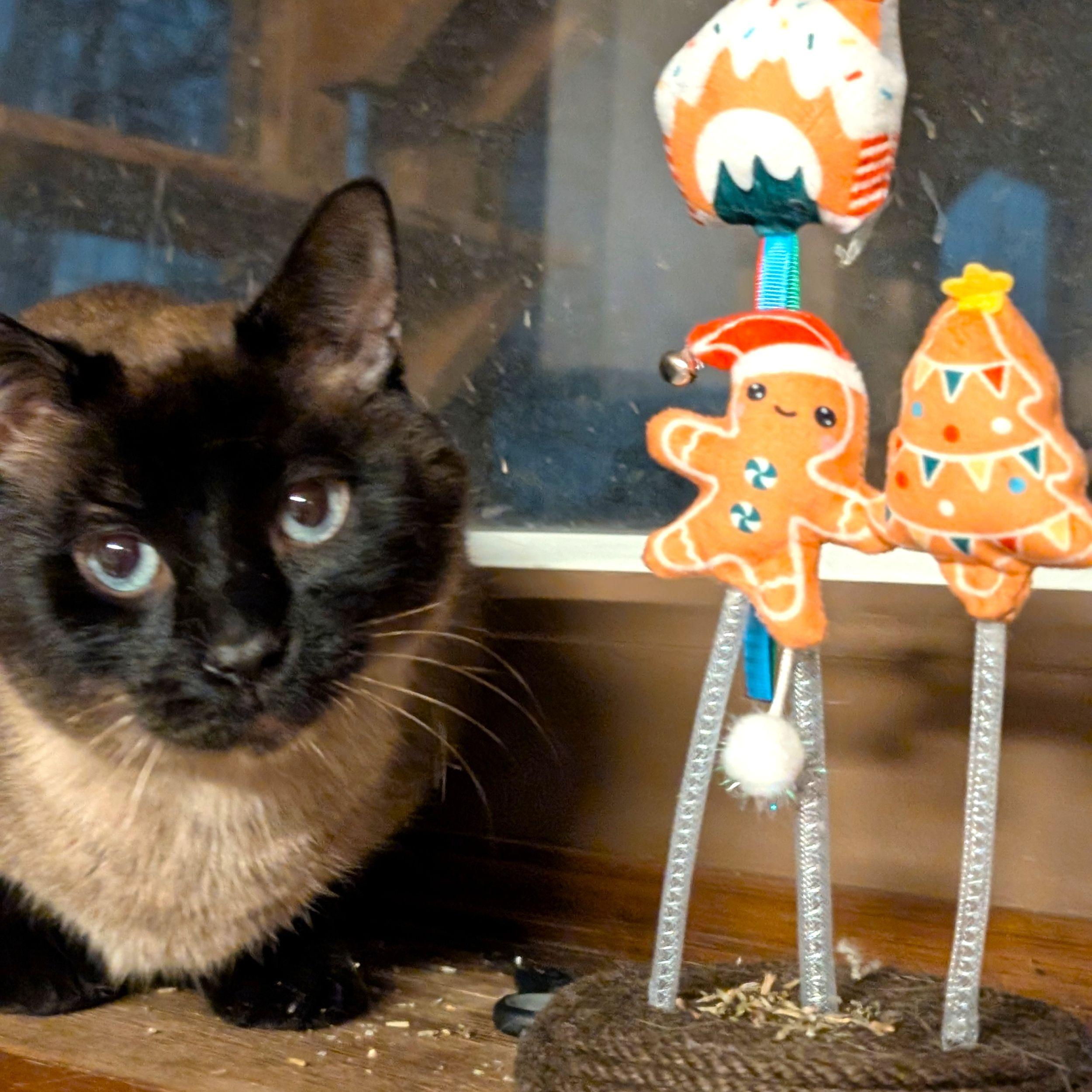 Kai, ADOPTABLE, Adult Male Siamese.