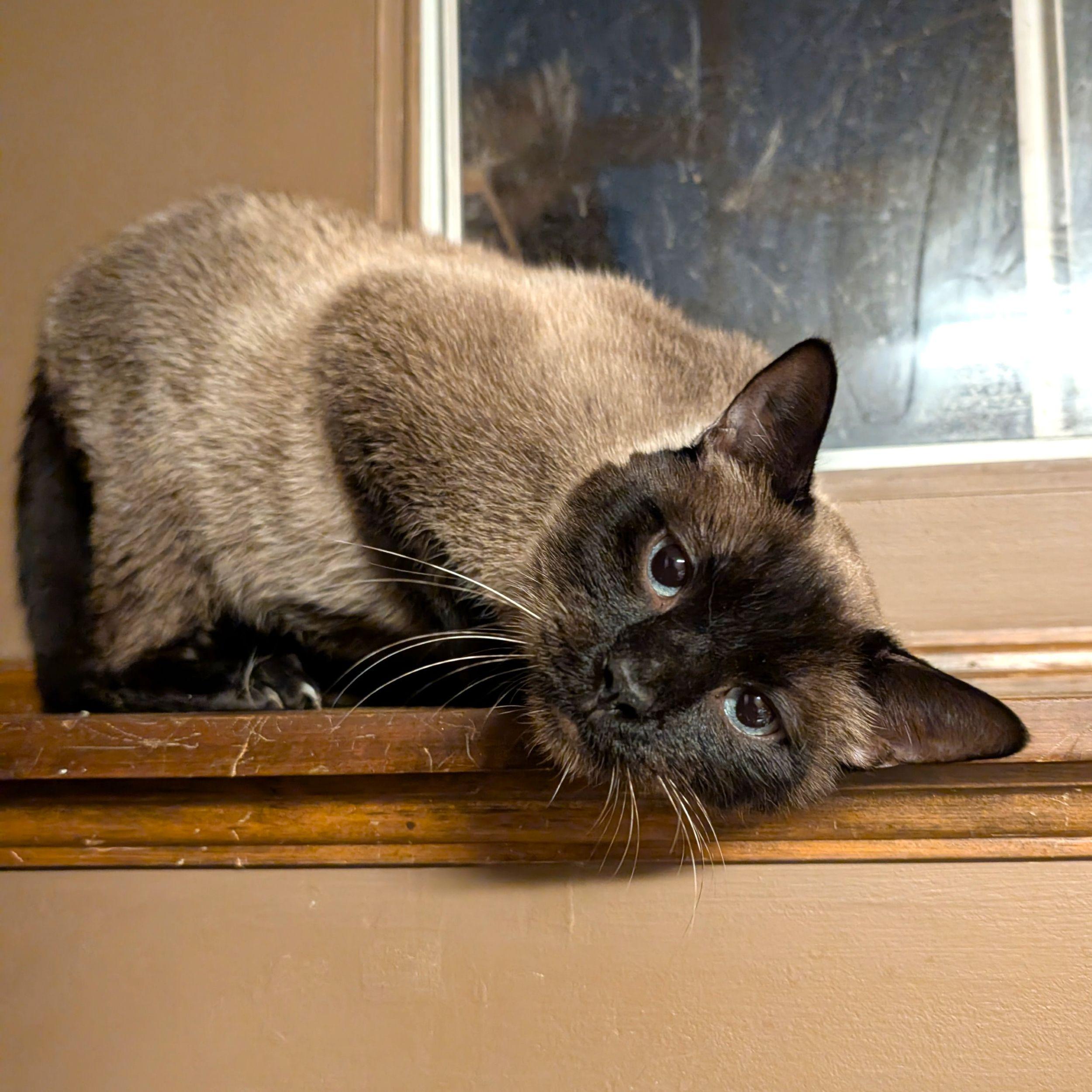 Enlarge Kai, a ADOPTABLE mixed breed in Calgary, AB image 5/5